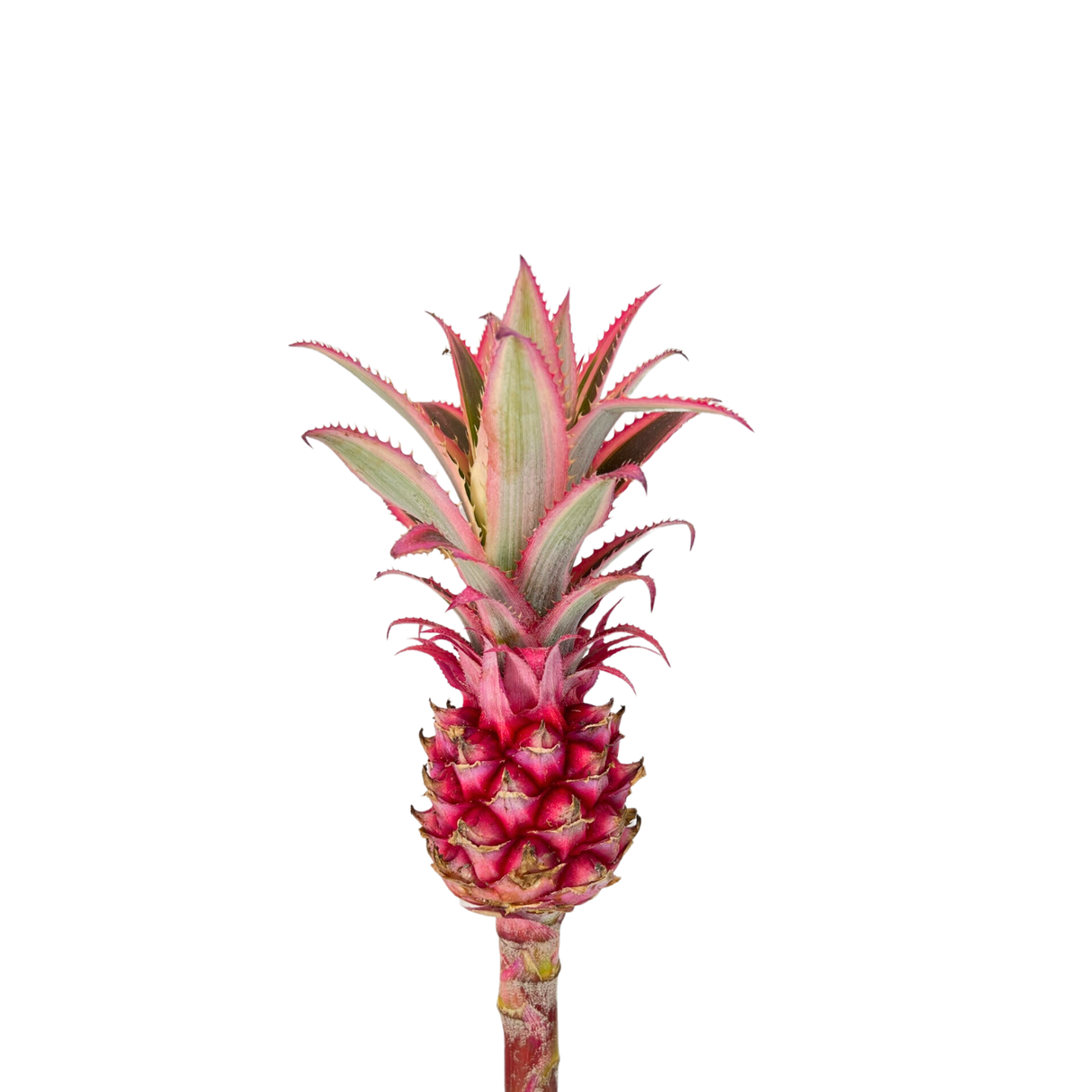 Pineapple Ananas (Malaysia)