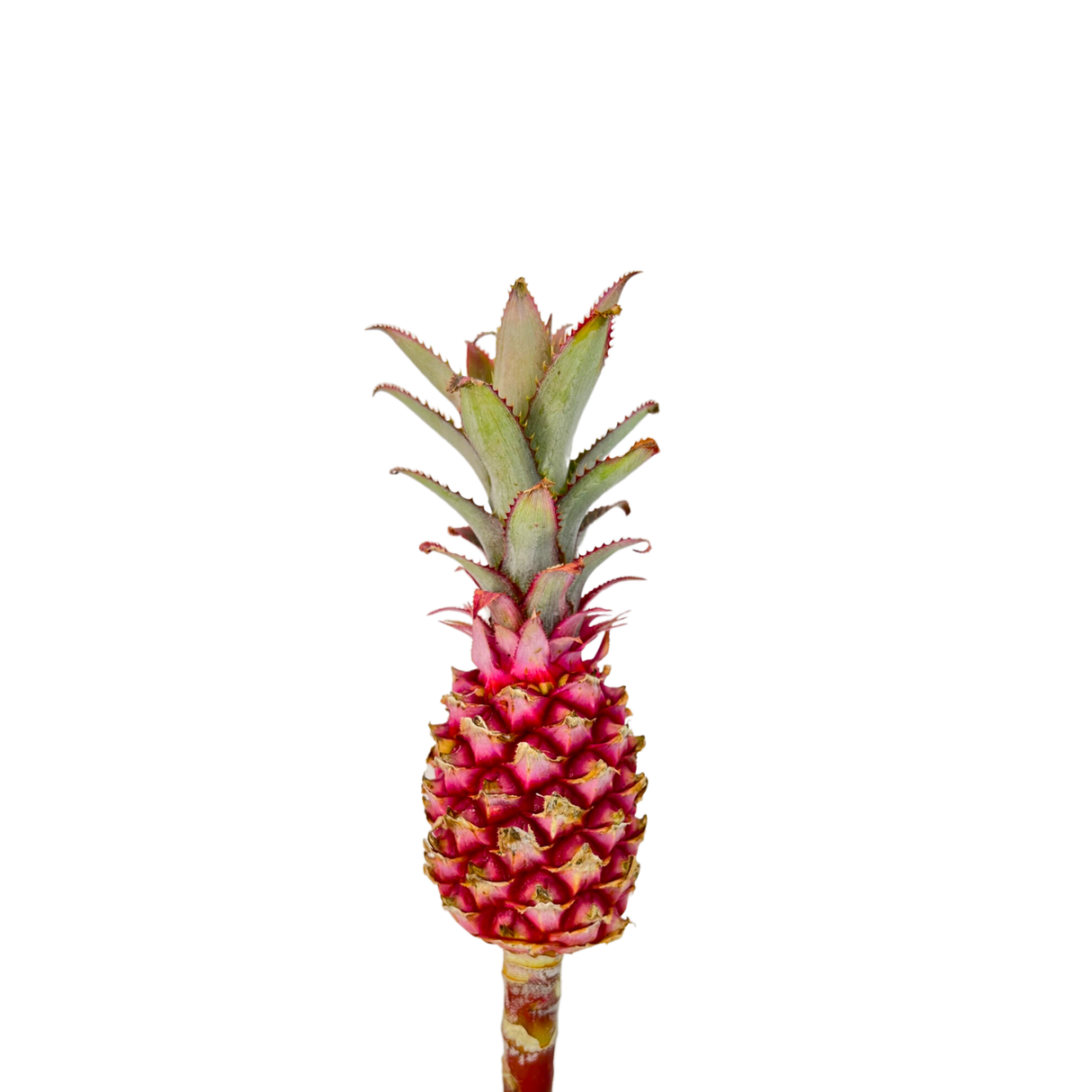 Pineapple Ananas (Malaysia)