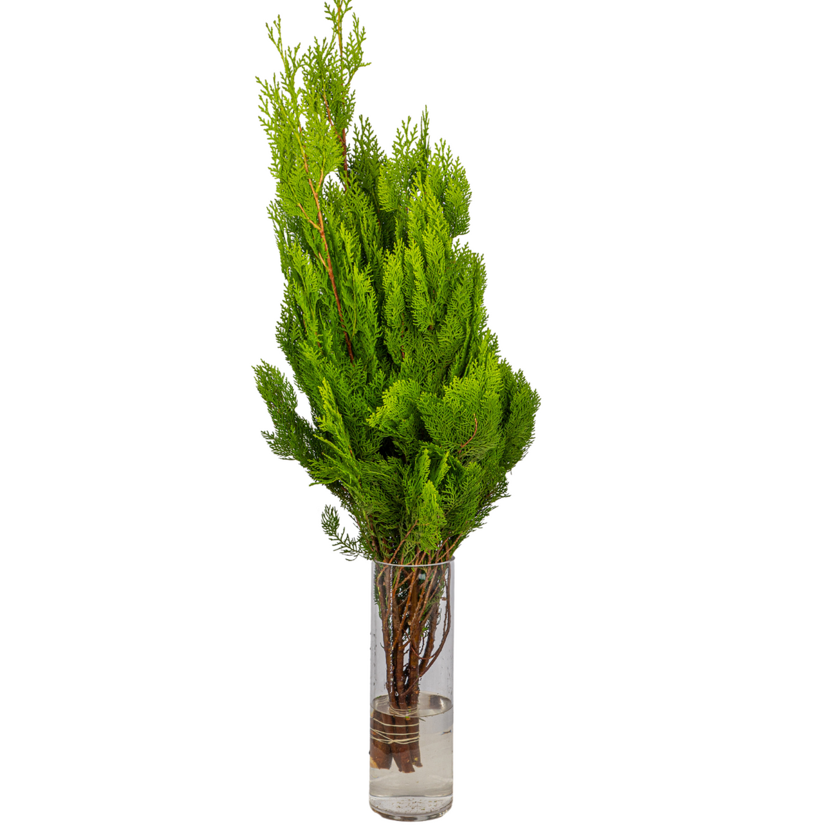 Conifers in vase on table.