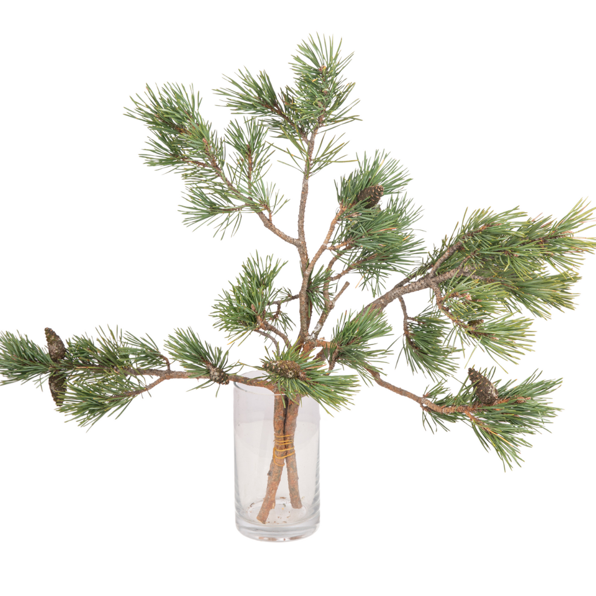 Pinus Mugo (Holland)