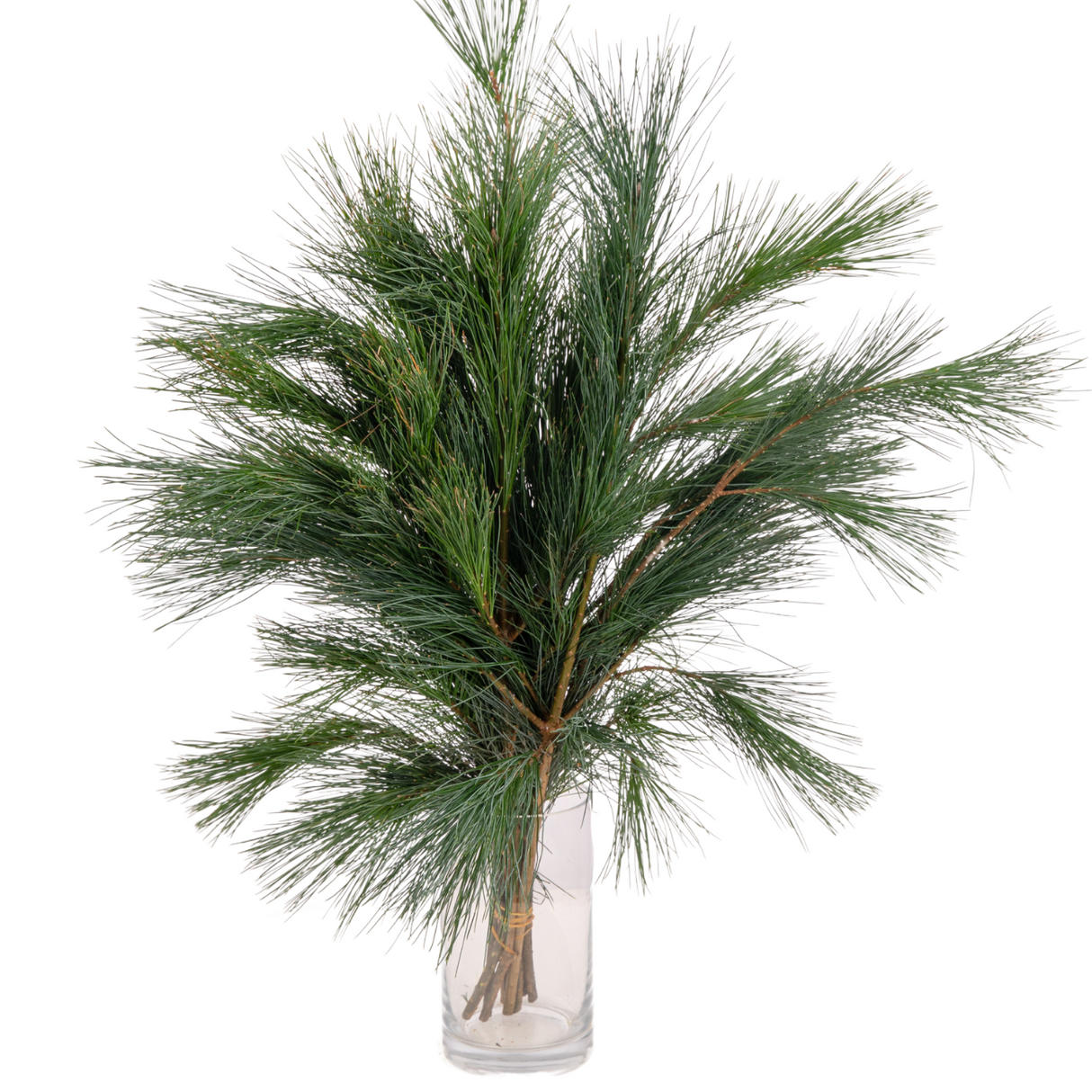 Pinus Strobus (Holland)
