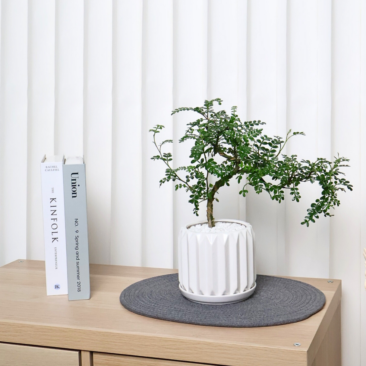 Pistacia Weinmannifolia in Ceramic Pot