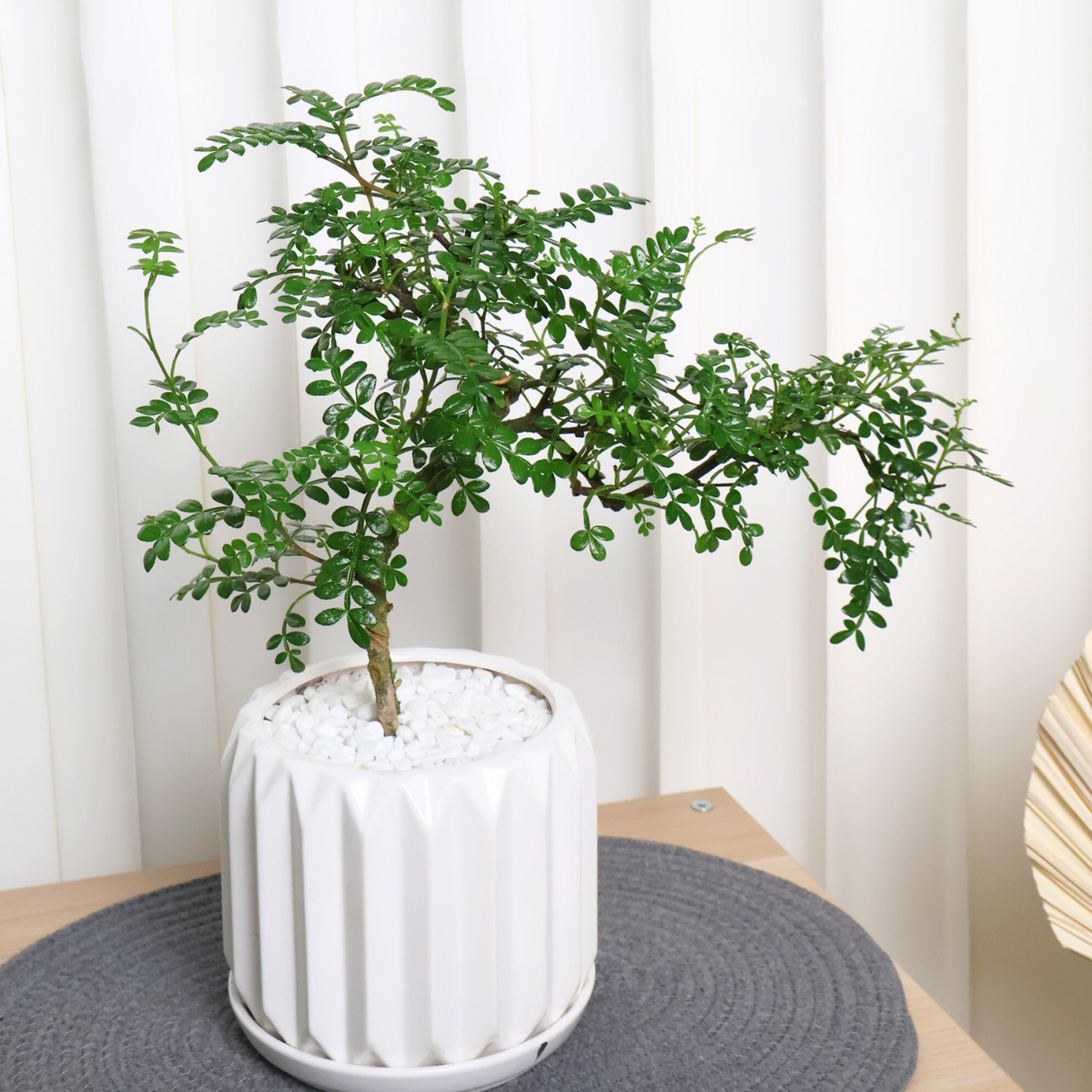 Pistacia Weinmannifolia in Ceramic Pot