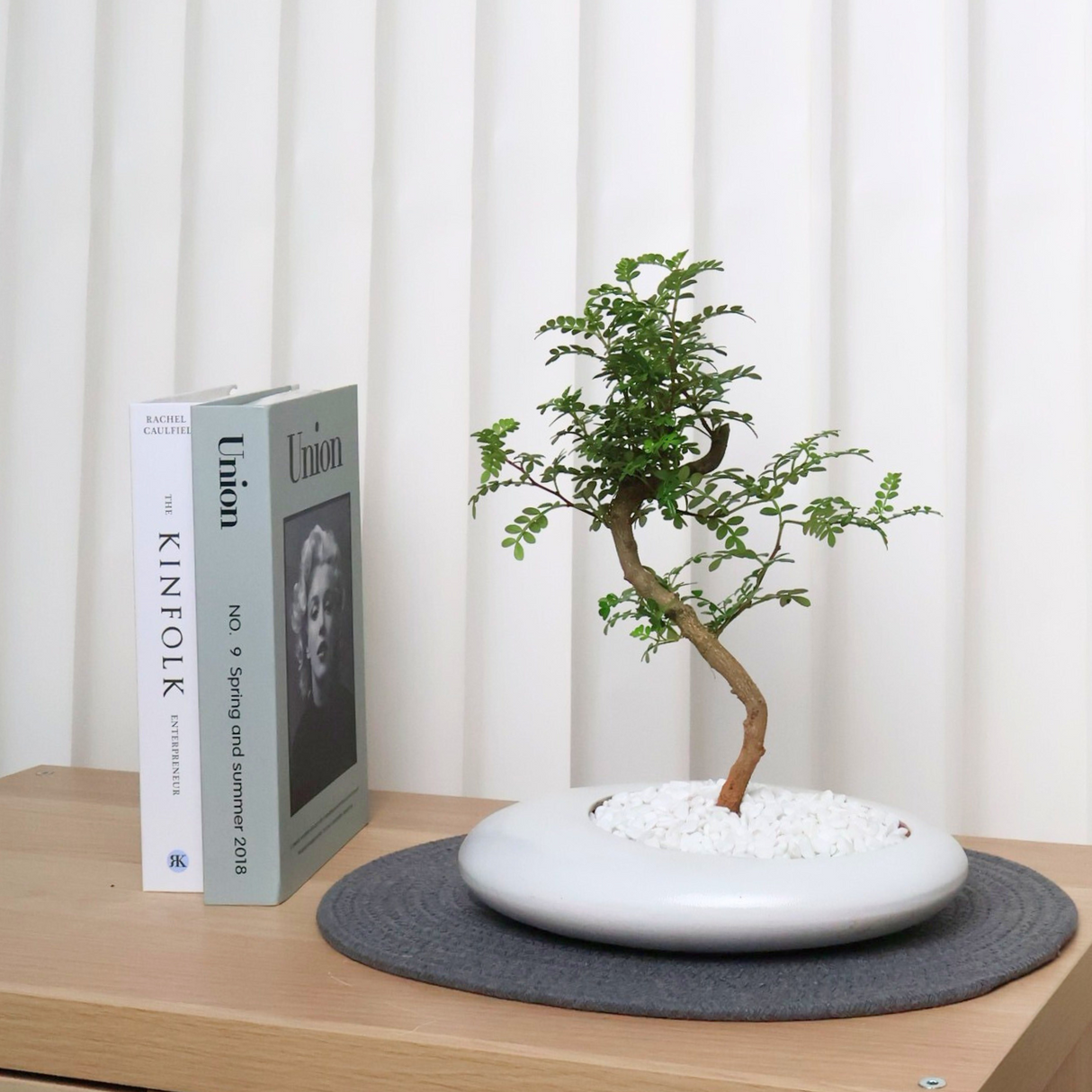 Pistacia Weinmannifolia in Ceramic Pot