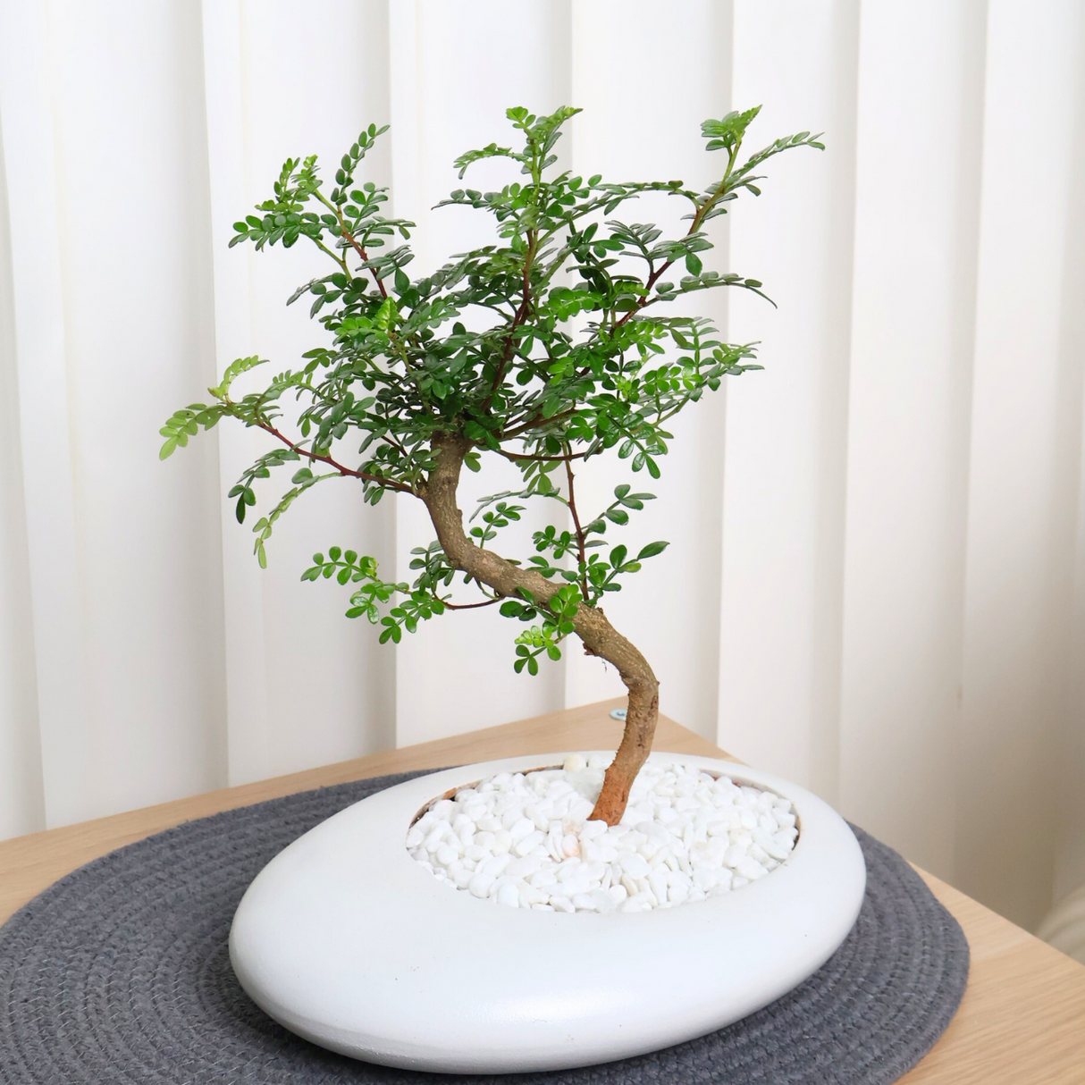 Pistacia Weinmannifolia in Ceramic Pot