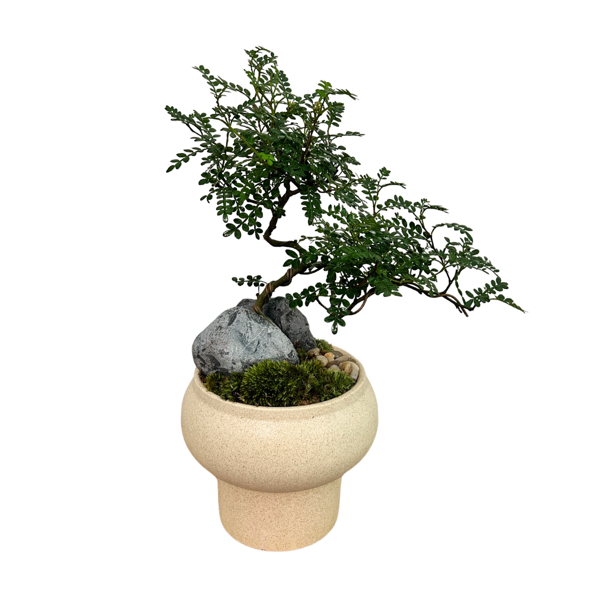 Pistacia Weinmannifolia in Ceramic Pot