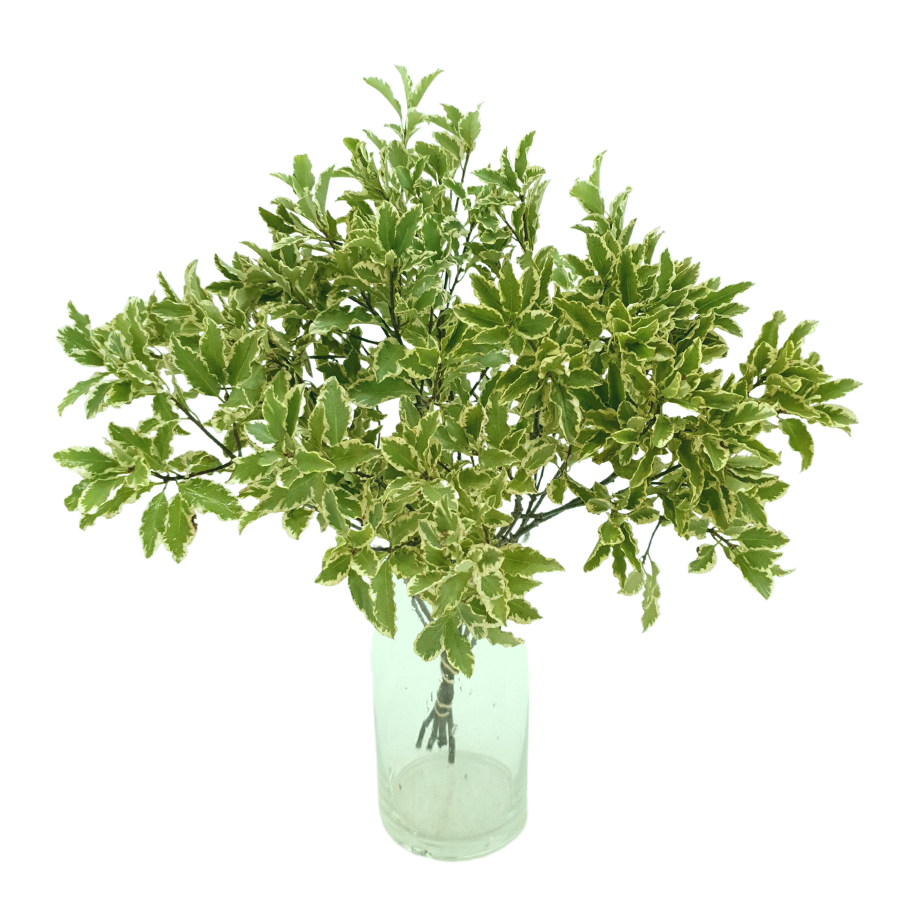 Pink plastic food storage containers in gift box.