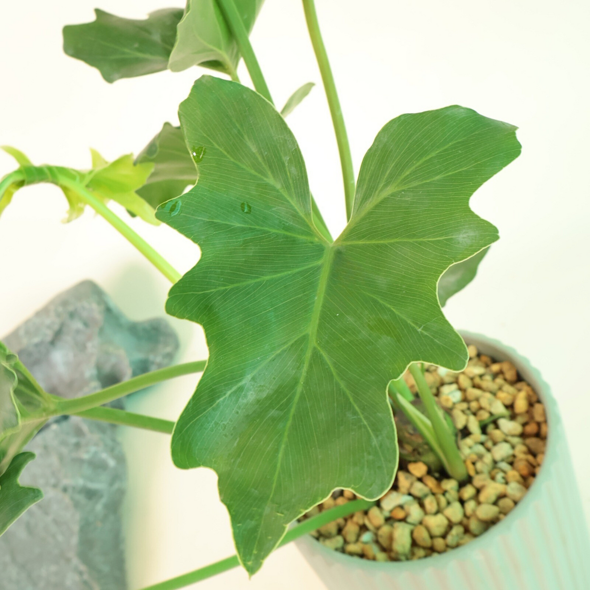 Philodendron Plant in Ceramic Pot