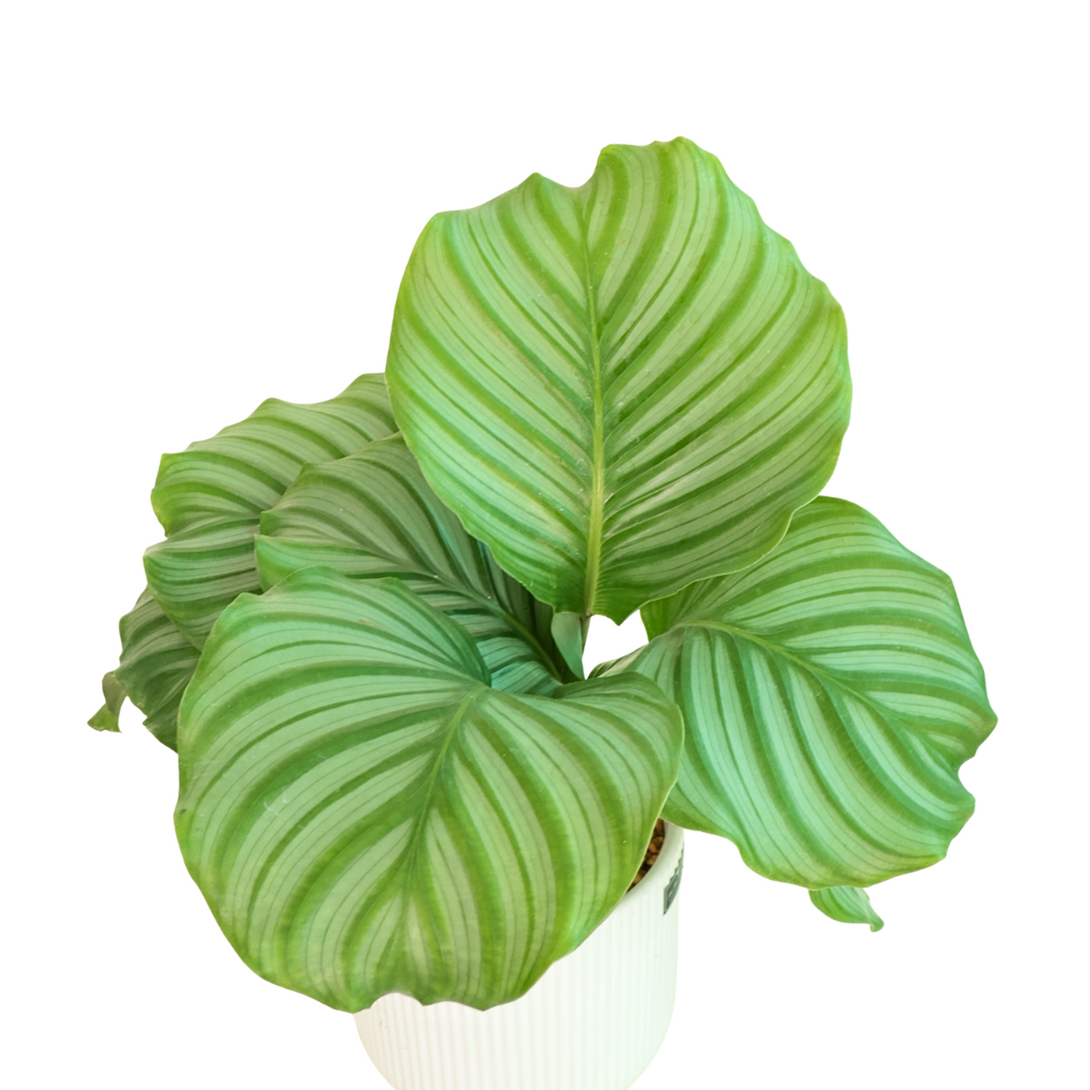 Calathea Orbifolia in Ceramic Pot