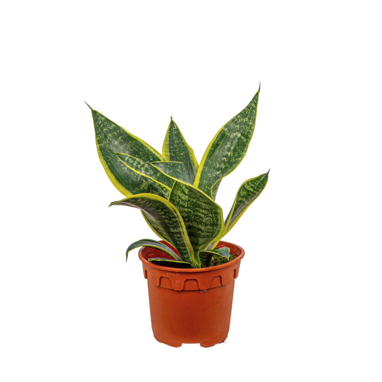 Sansevieria Trifasciata (Snake Plant) - Malaysia