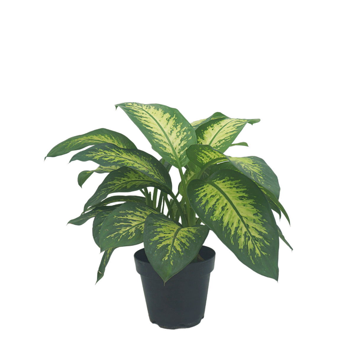 Dieffenbachia Var