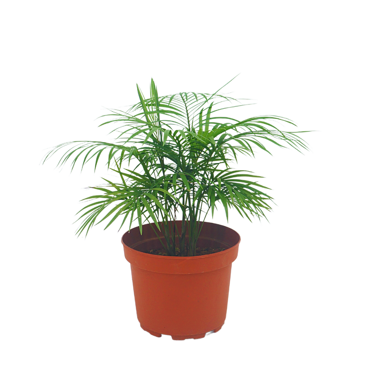 java palm plant Java Palm Flower
