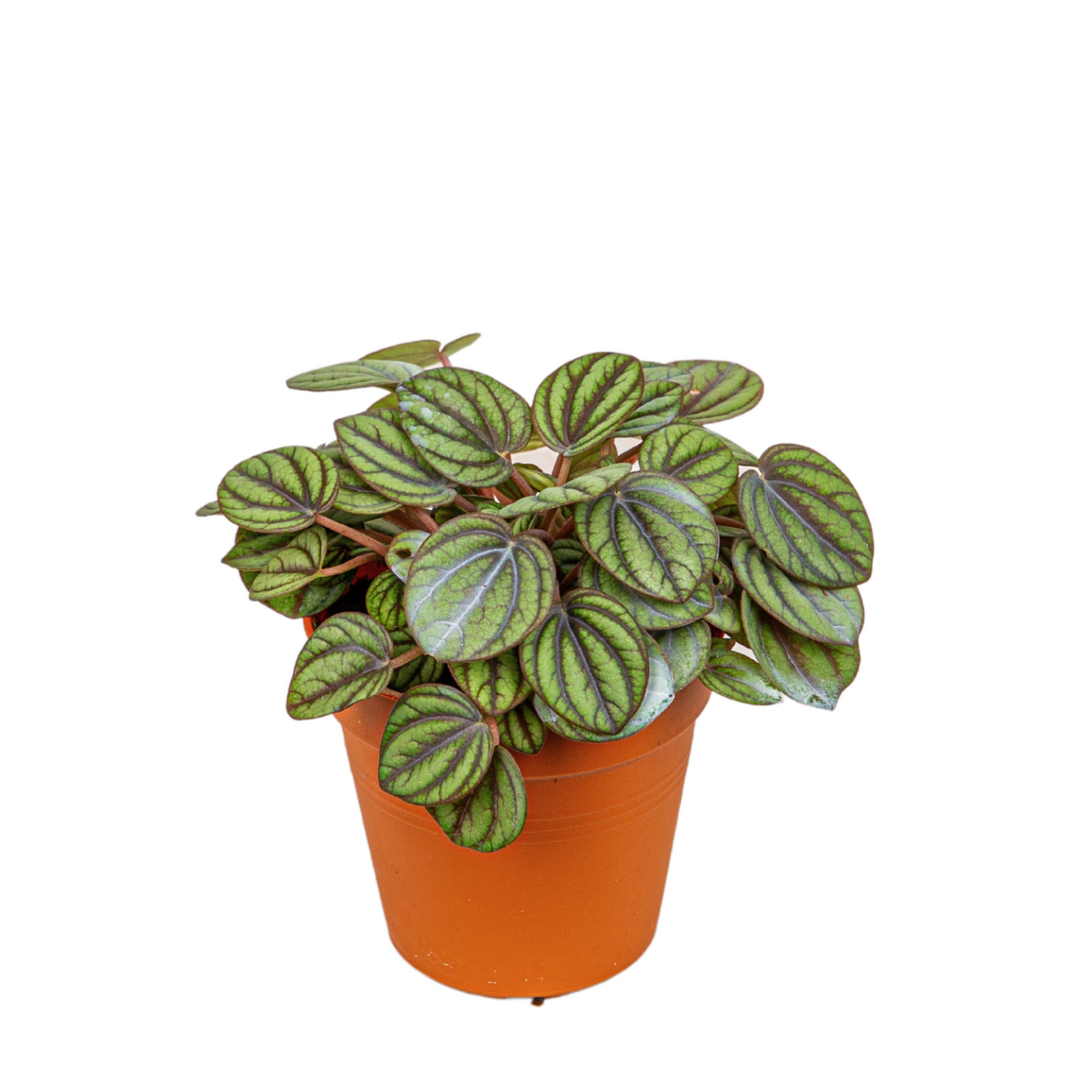 Peperomia Albovittata