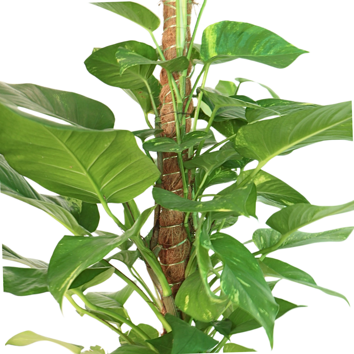 Epipremnum Aureum (Money Plant) in Ceramic Pot