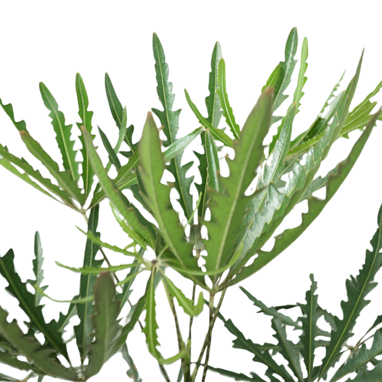 False Aralia (Plerandra elegantissima) in Ceramic Pot