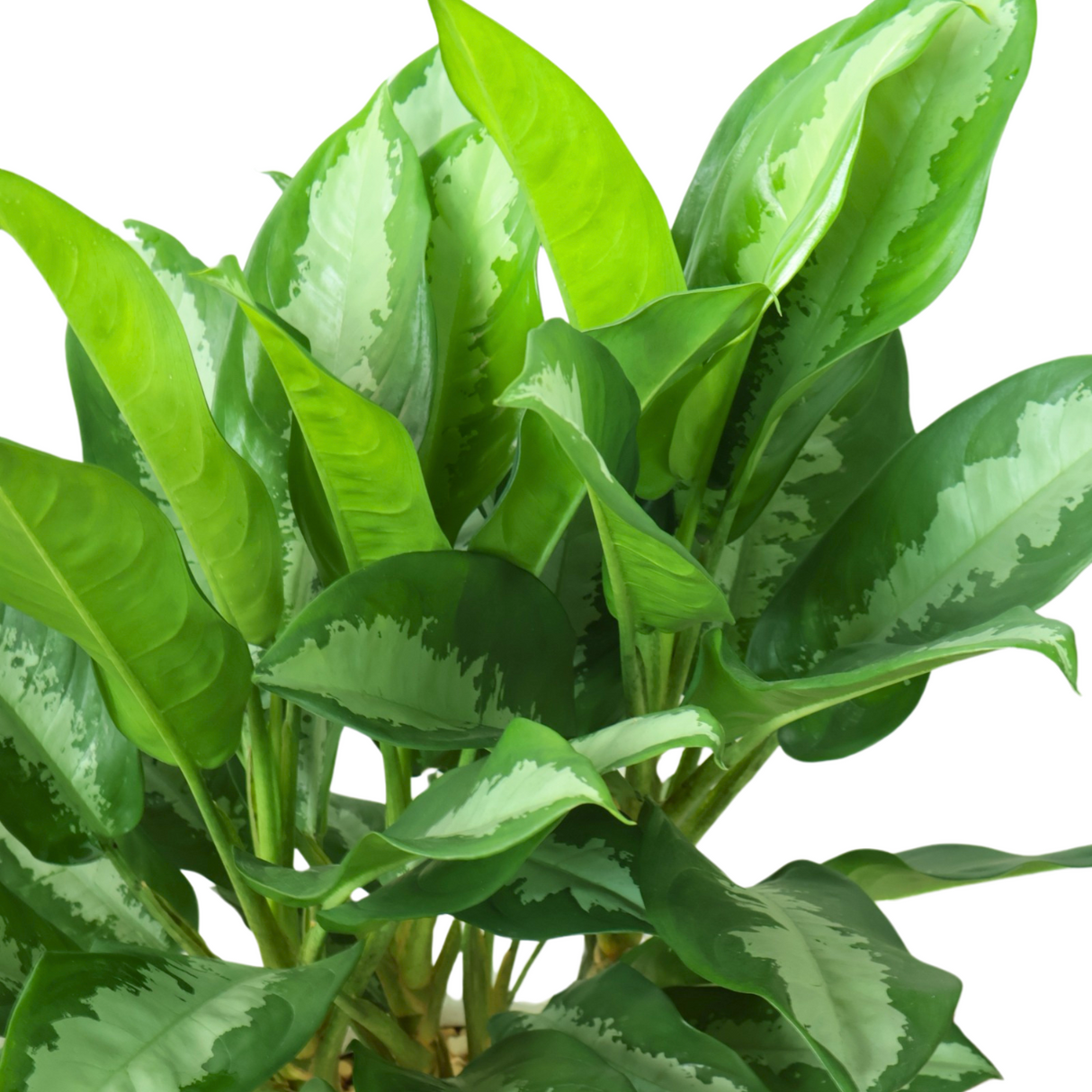 Aglaonema in Ceramic Pot