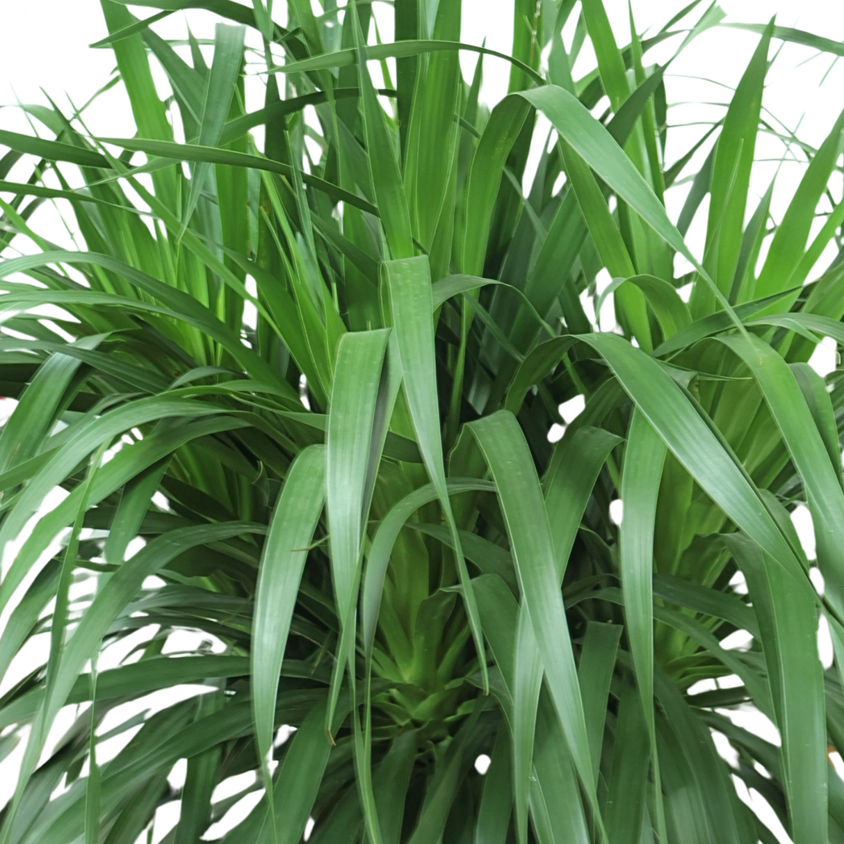 Ponytail Palm in Ceramic Pot