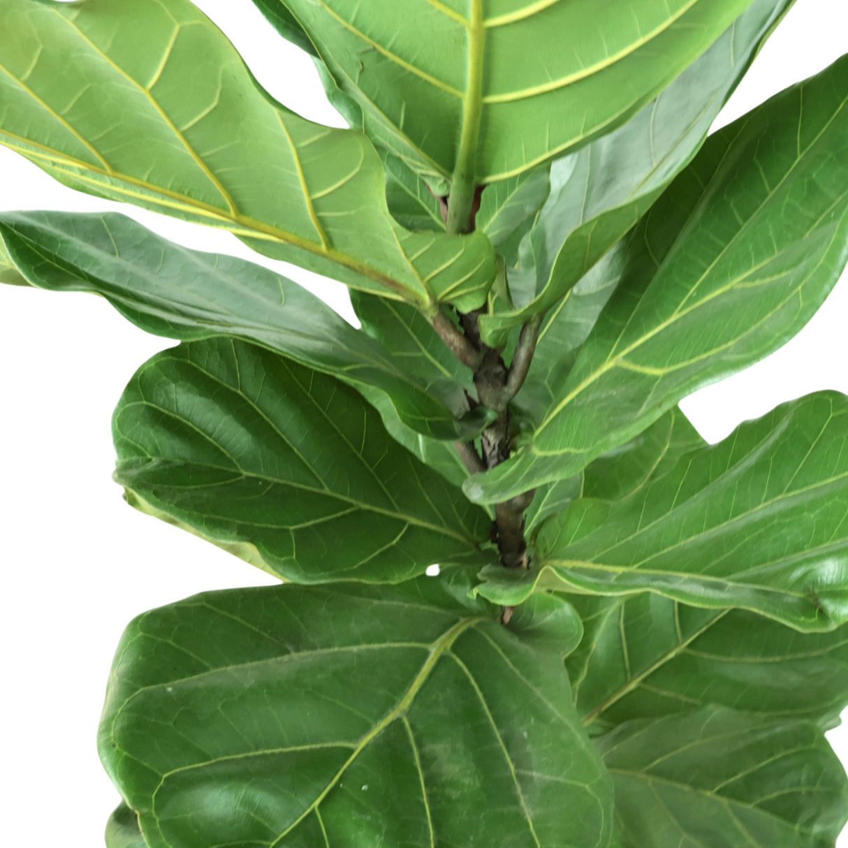 Ficus Lyrata (Fiddle-leaf fig) in Ceramic Pot