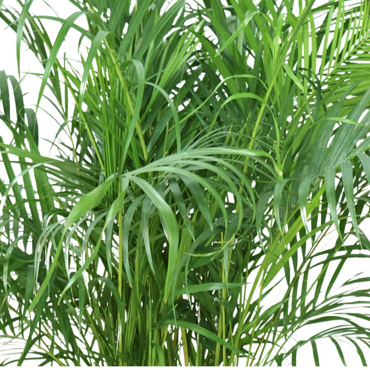 Yellow palm (Areca Palm) in Ceramic Pot
