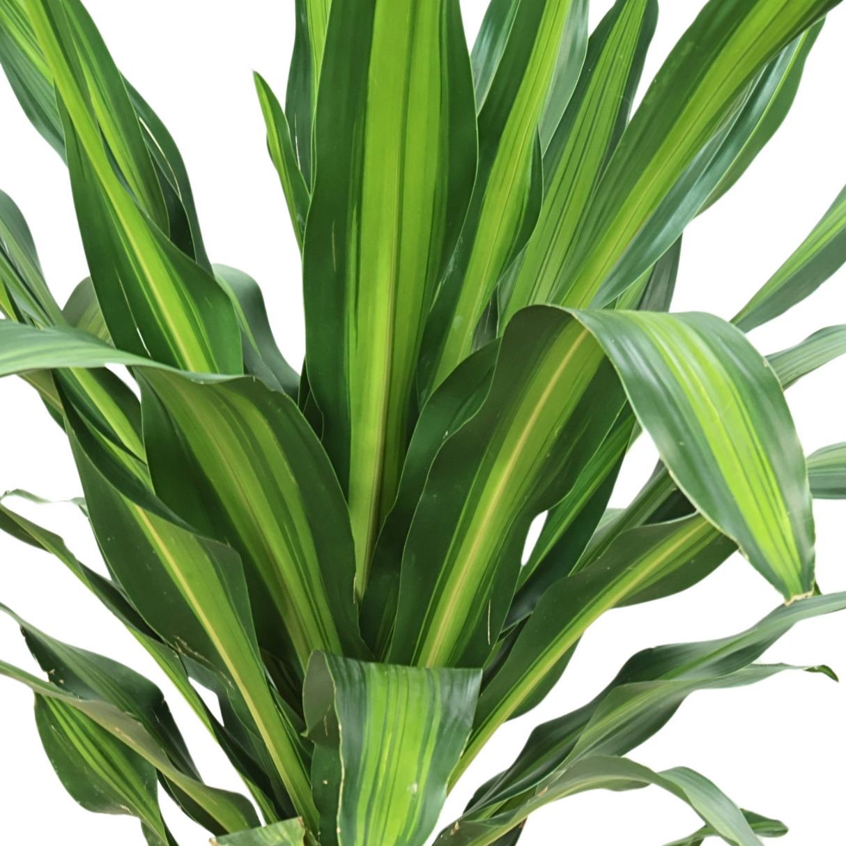 Dracaena Fragrans in Ceramic Pot