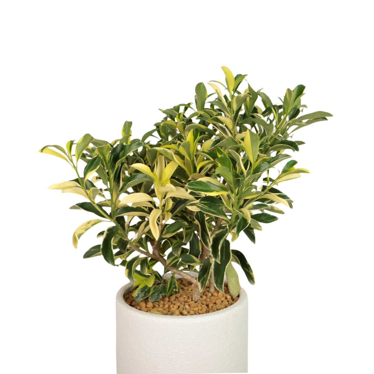 Fagraea Ceilanica (African Jasmine) Variegated in Ceramic Pot