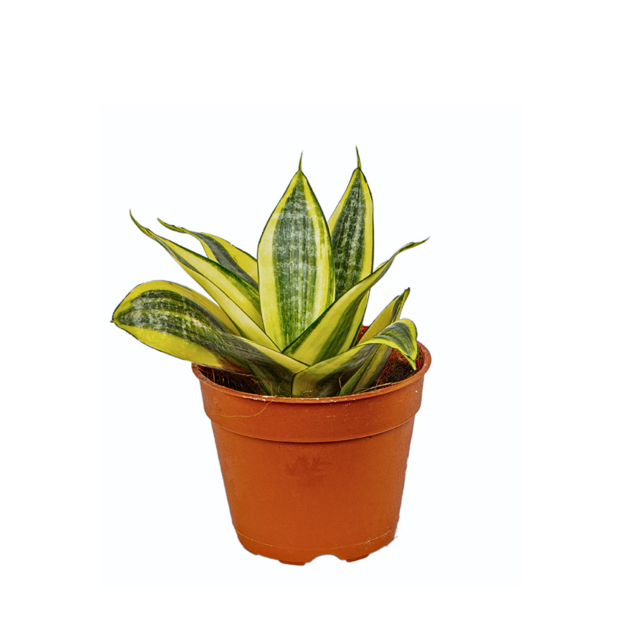 Sansevieria Trifasciata (Golden Hahnii - 10.5cm)
