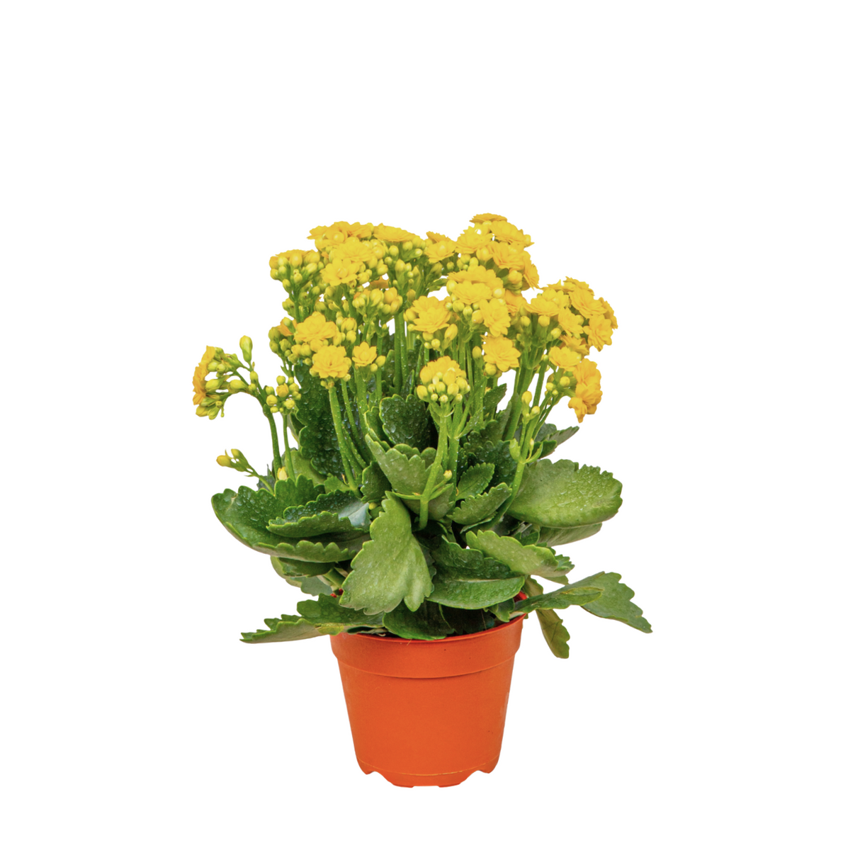 Kalanchoe Plant 10.5cm Pot (Malaysia)