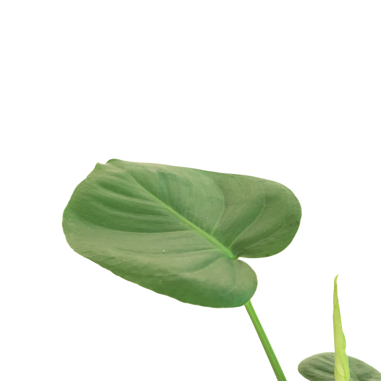 Monstera in Ceramic Pot