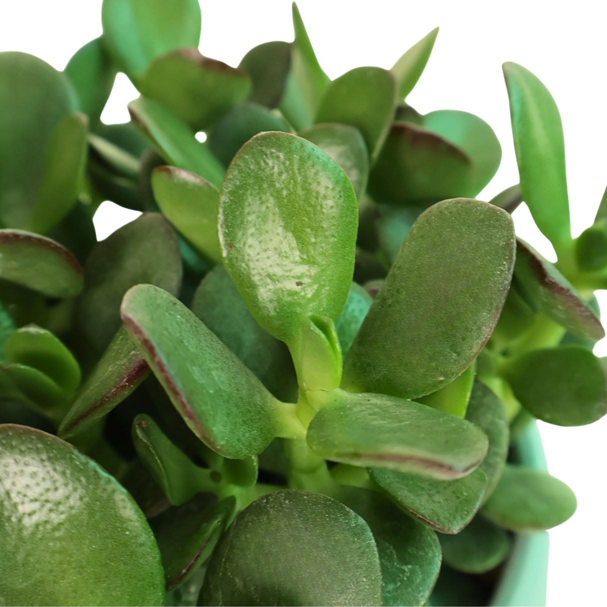 Crassula in Ceramic Pot