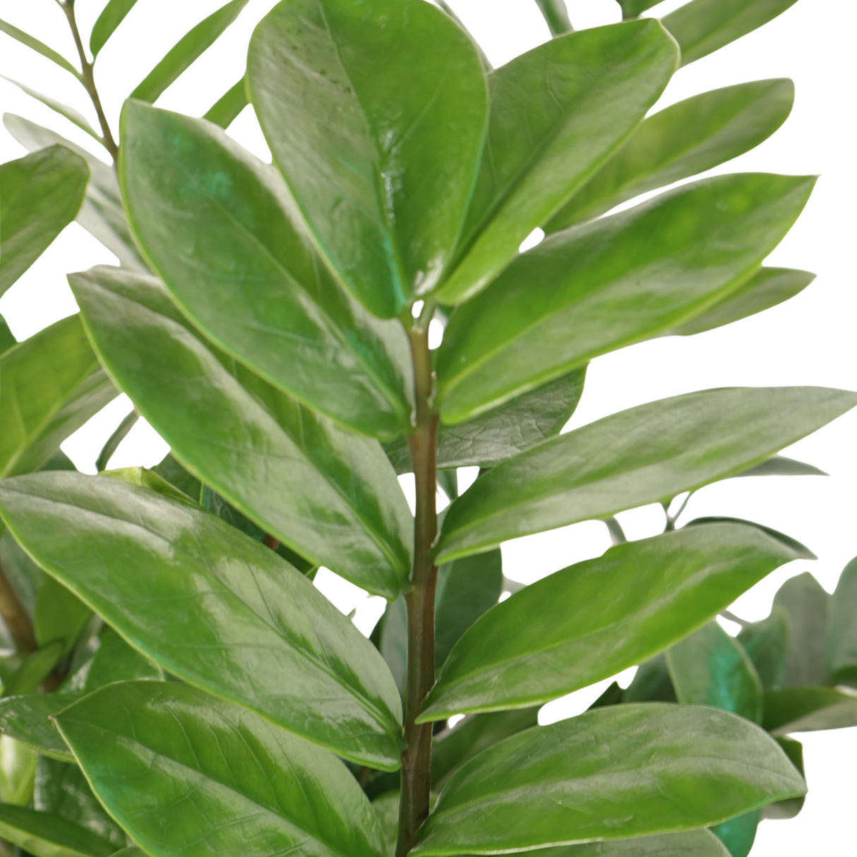 Zamioculcas Zamiifolia (ZZ Plant 金钱树) Money Plant in Ceramic Pot