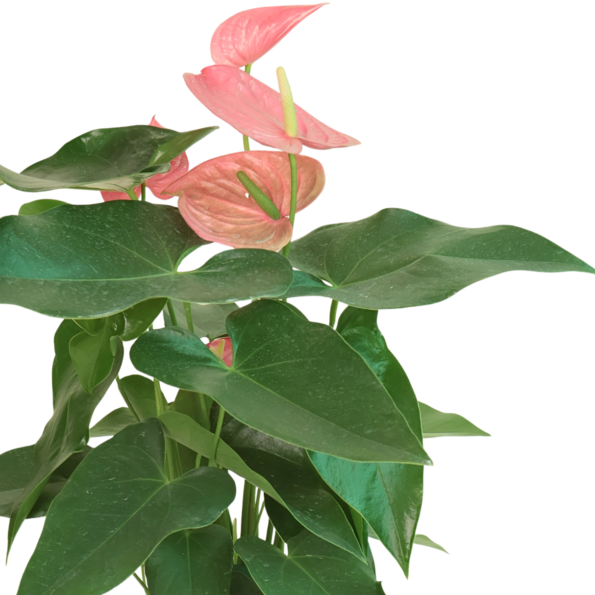 Anthurium in Ceramic Pot