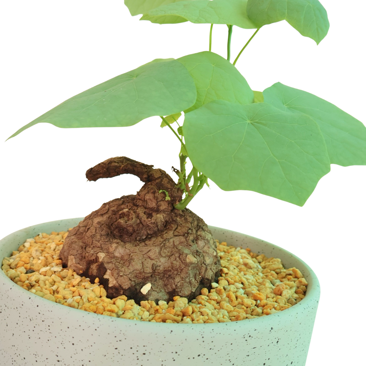 Stephania Japonica in Ceramic Pot