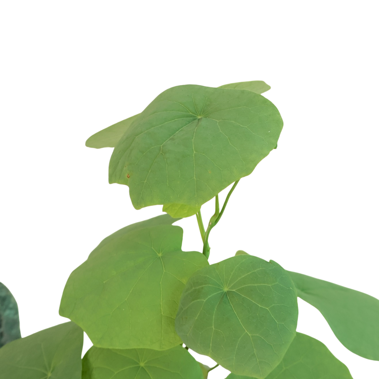 Stephania Japonica in Ceramic Pot