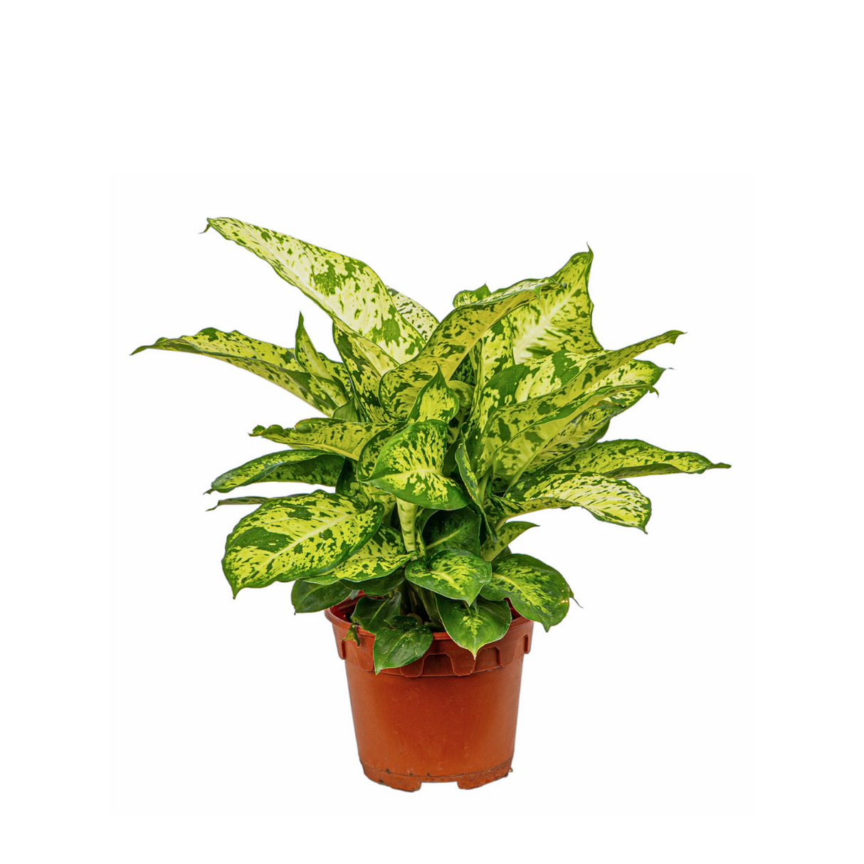 Dieffenbachia Compacta Variegated Yellow