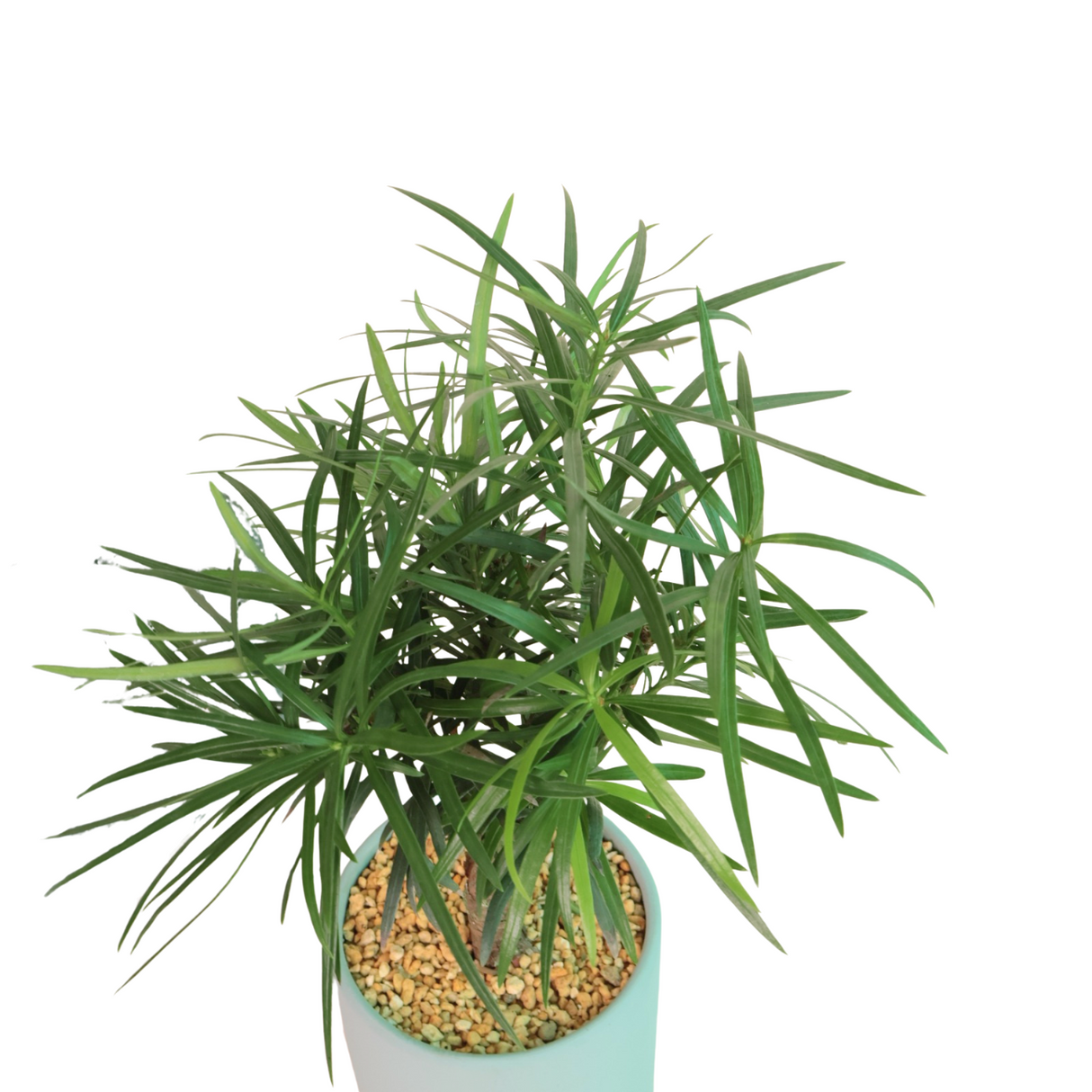 Podocarpus in Ceramic Pot