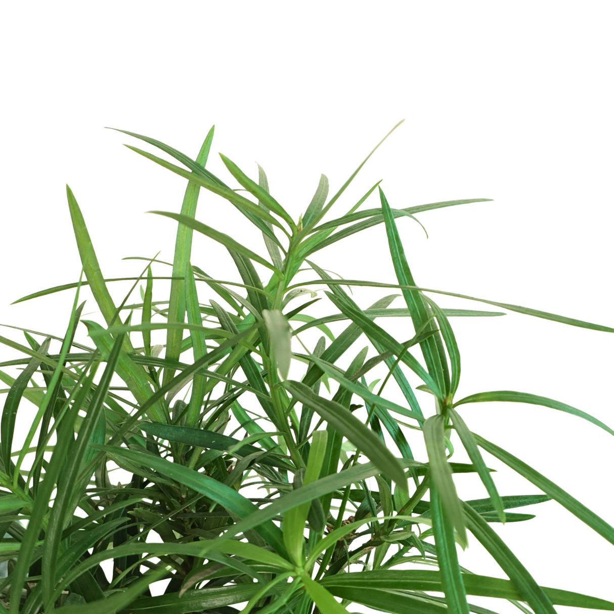 Podocarpus in Ceramic Pot
