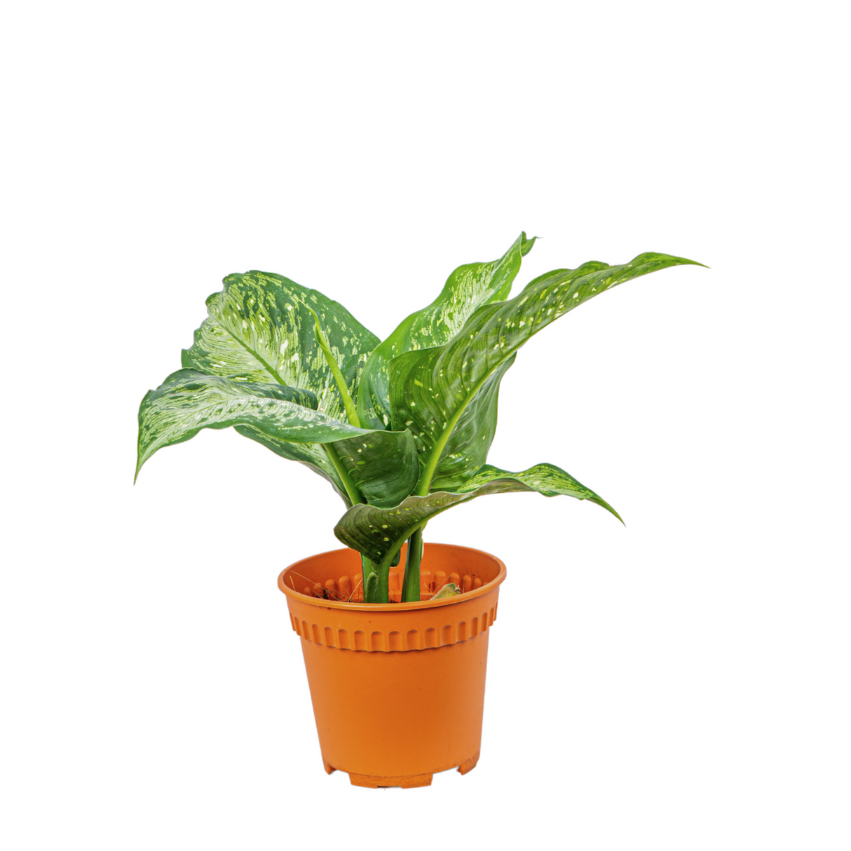 Dieffenbachia Green 15cm Pot