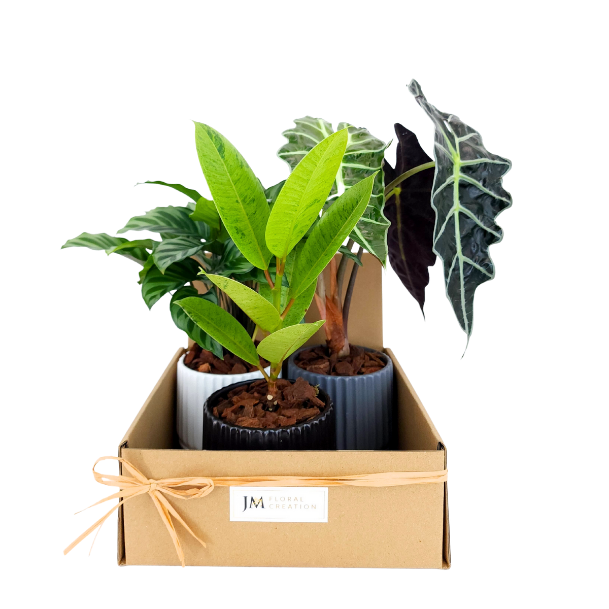 Plant Gift Set (Set of 3) JM Flower