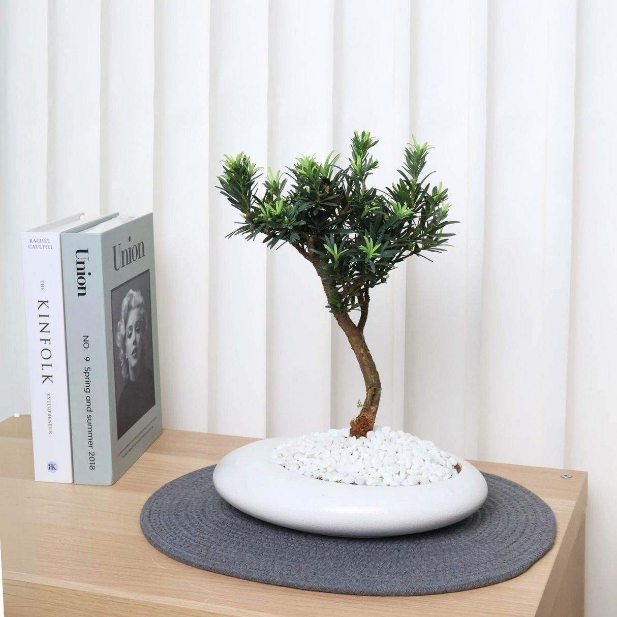 Bonsai tree in ceramic vase on table