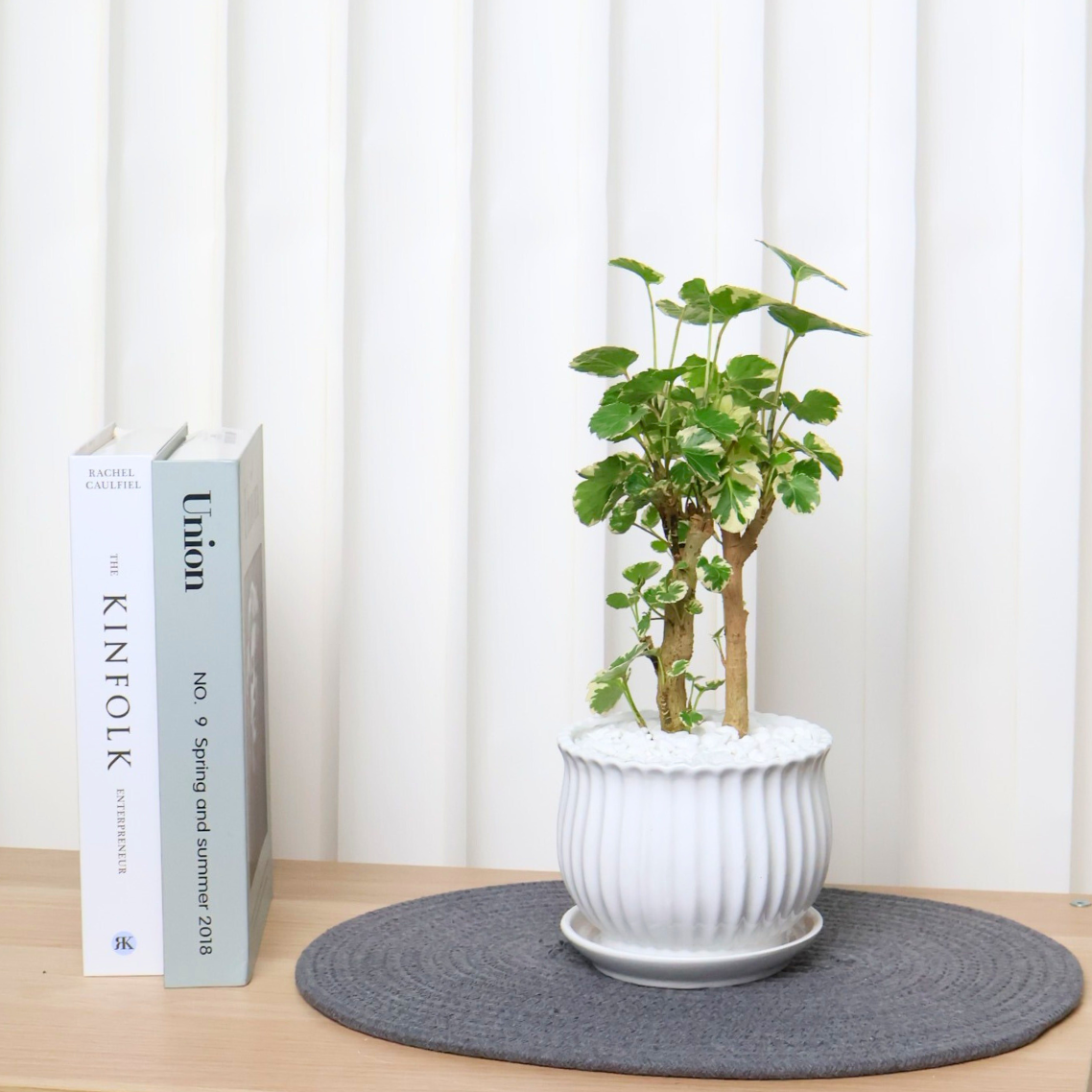 Polyscias Balfouriana Marginata in Ceramic Pot