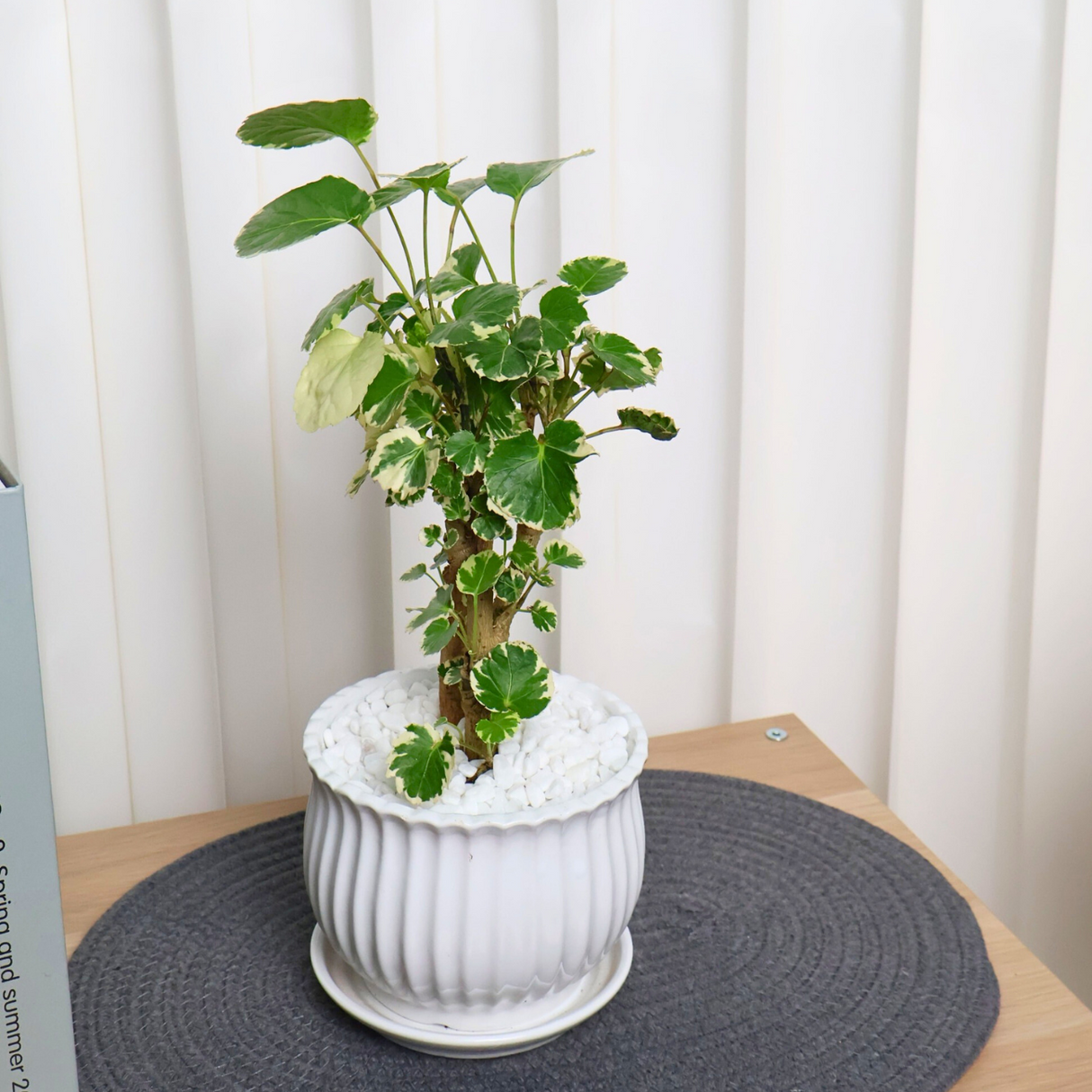 Polyscias Balfouriana Marginata in Ceramic Pot