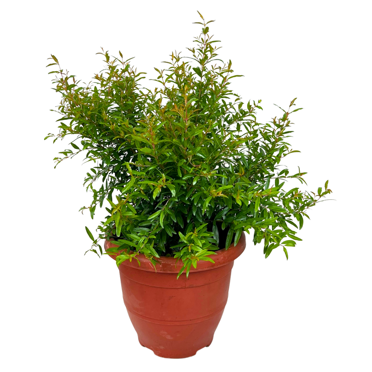 Pomegranate Plant No.4 25cm Pot