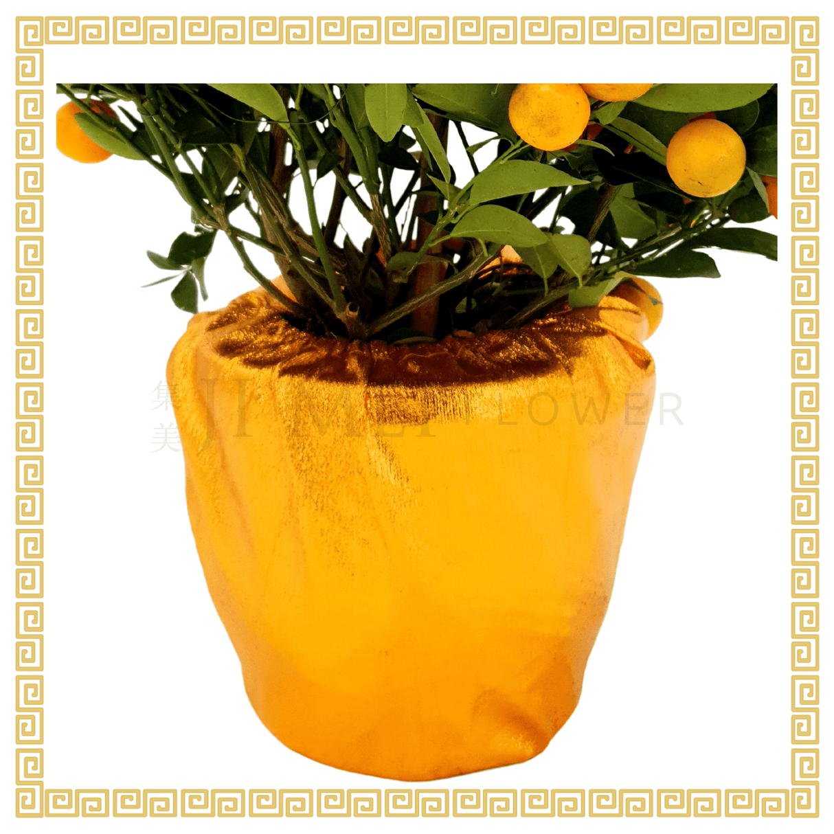 Four Season Lime 四季桔 (8 inch)