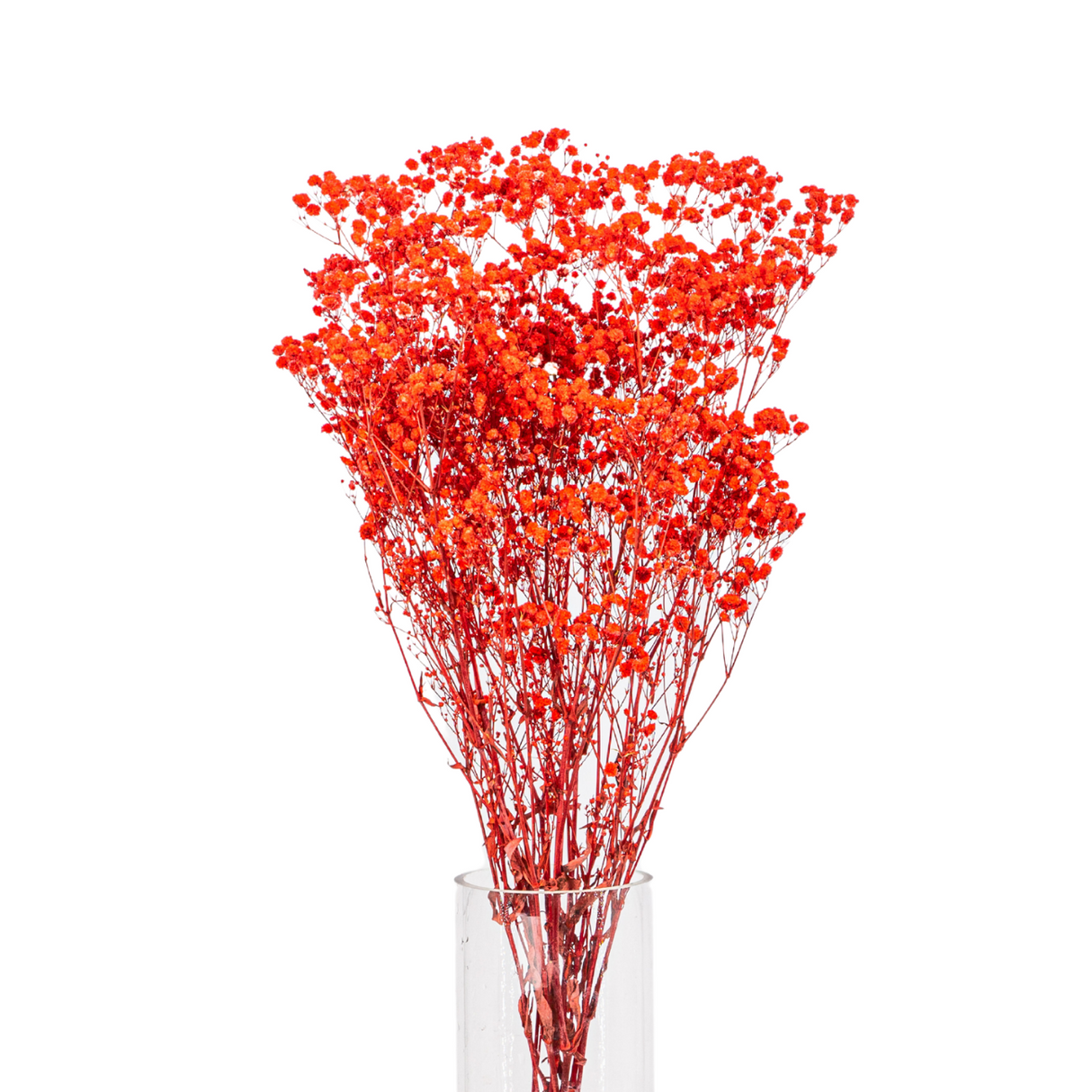 Preserved - Baby Breath