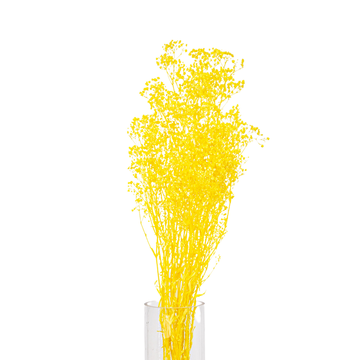 Preserved - Baby Breath