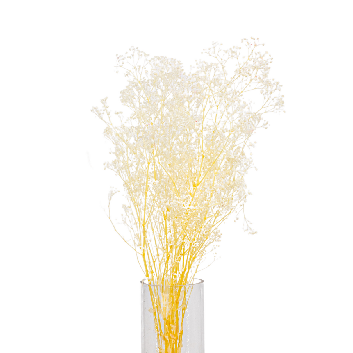 Preserved - Baby Breath