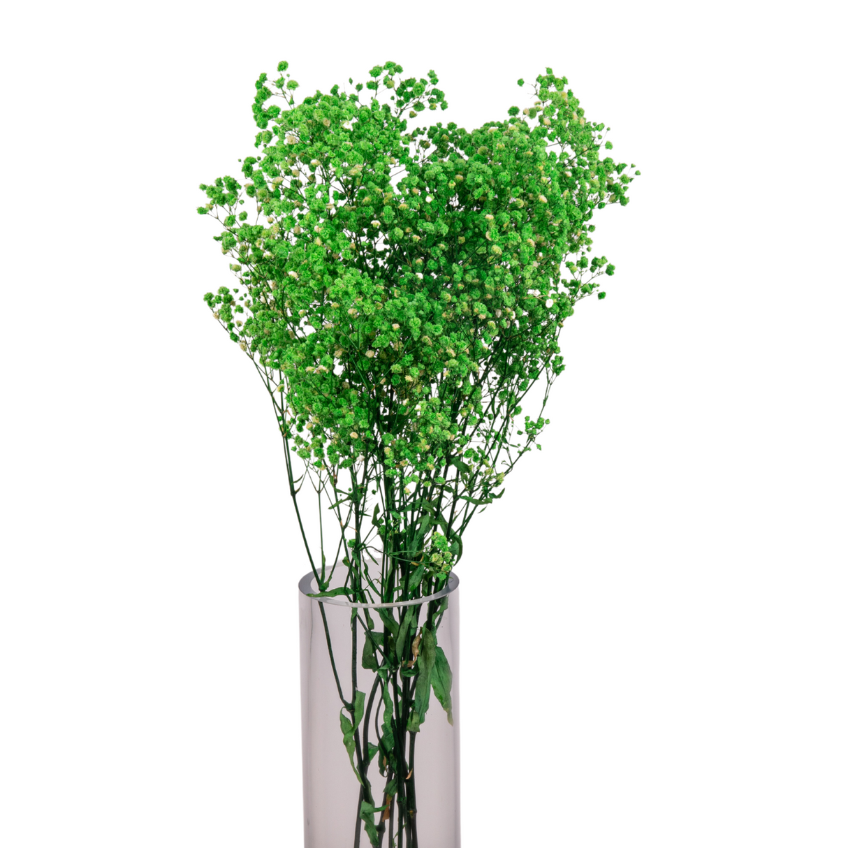 Preserved - Baby Breath