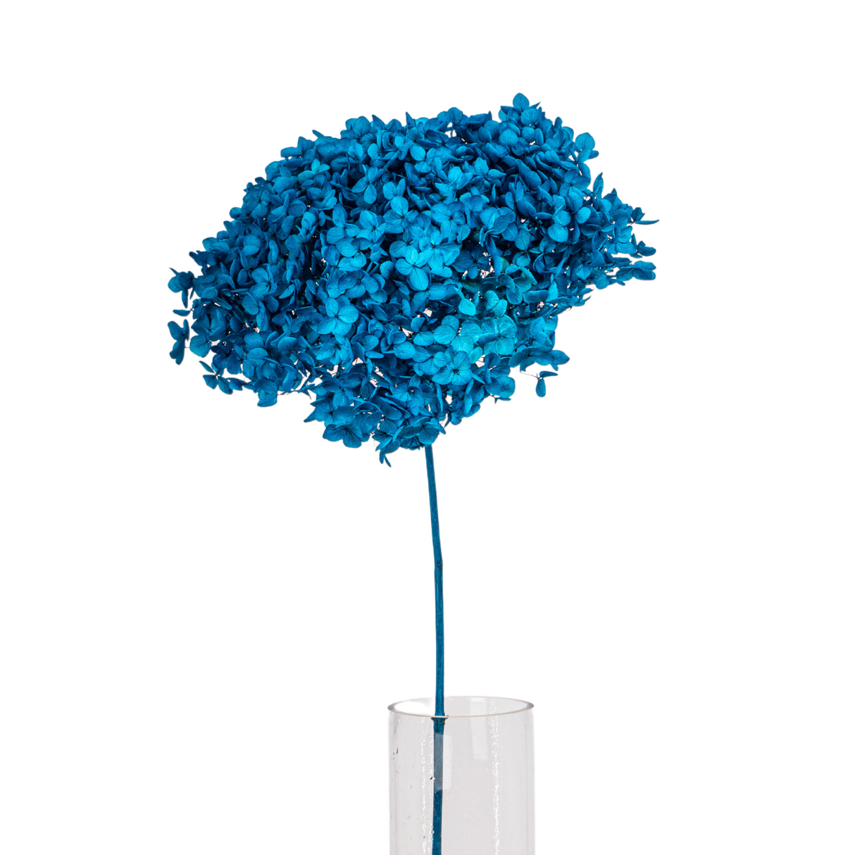 Preserved Hydrangea