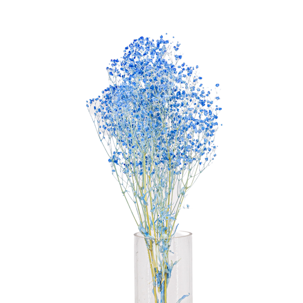 Preserved - Baby Breath