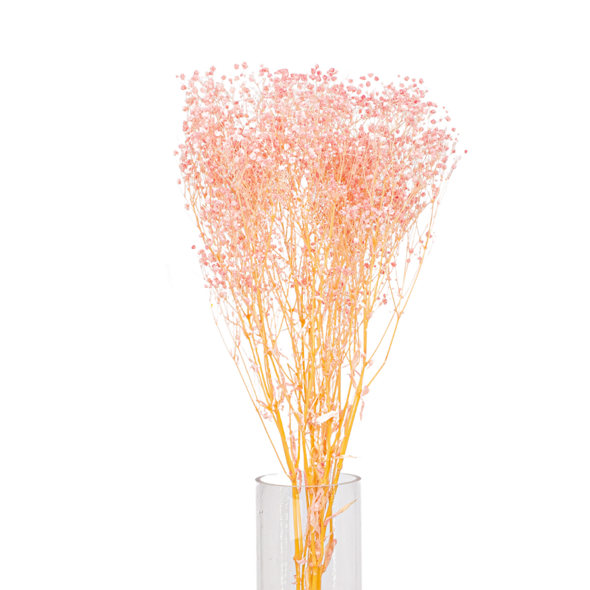 Preserved - Baby Breath